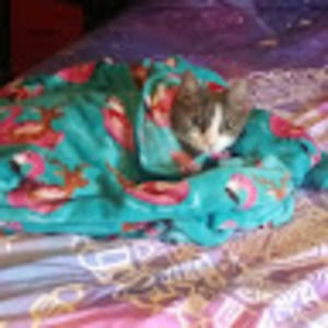 Meet your Posher, Alia marie coffey